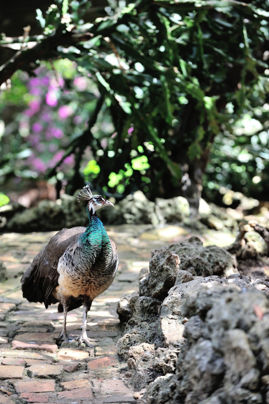 DSC_6055_861.JPG