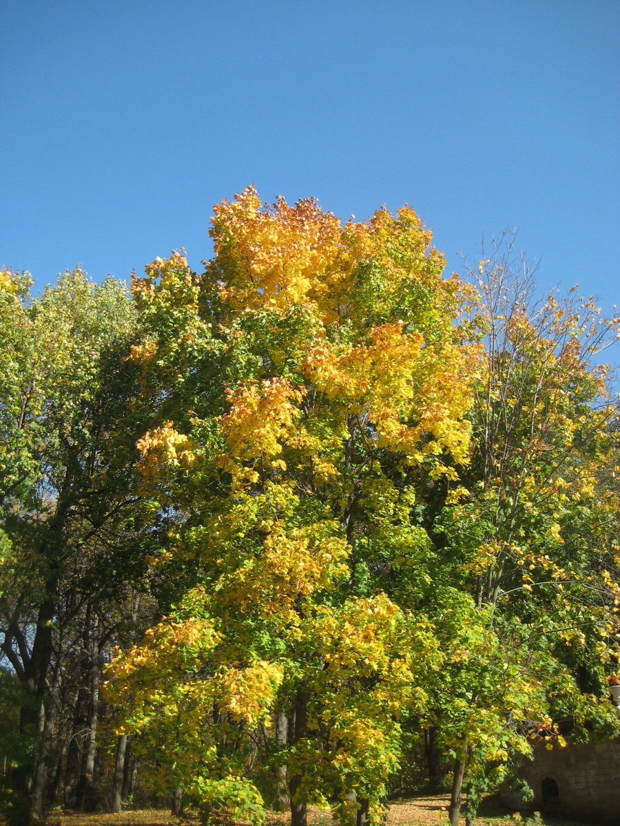 IMG_1624.JPG