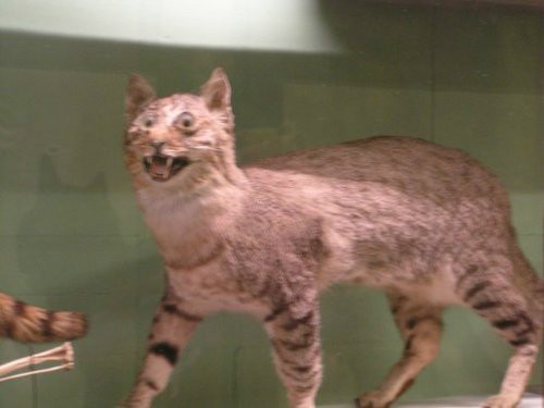Taxidermy_cat.jpg