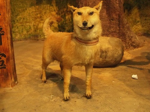 Taxidermy_dog.jpg