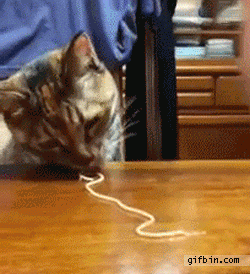 1320956370_cat_eats_pasta[1].gif