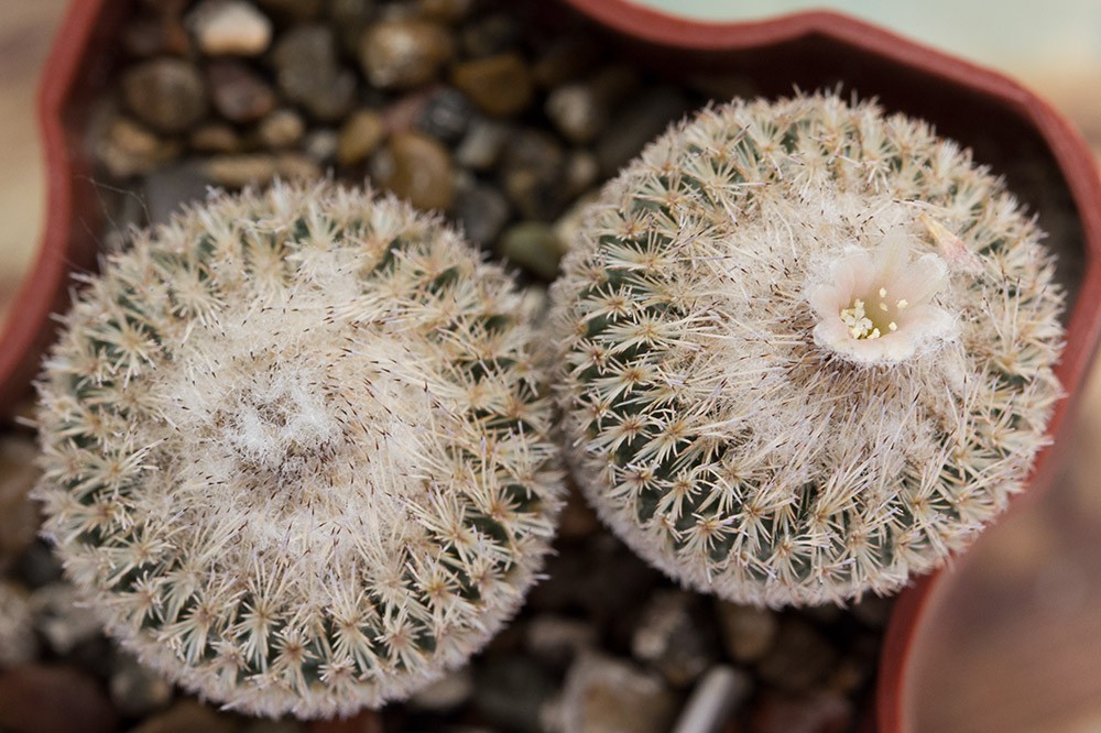 2012.04.15 Epithelantha micromeris