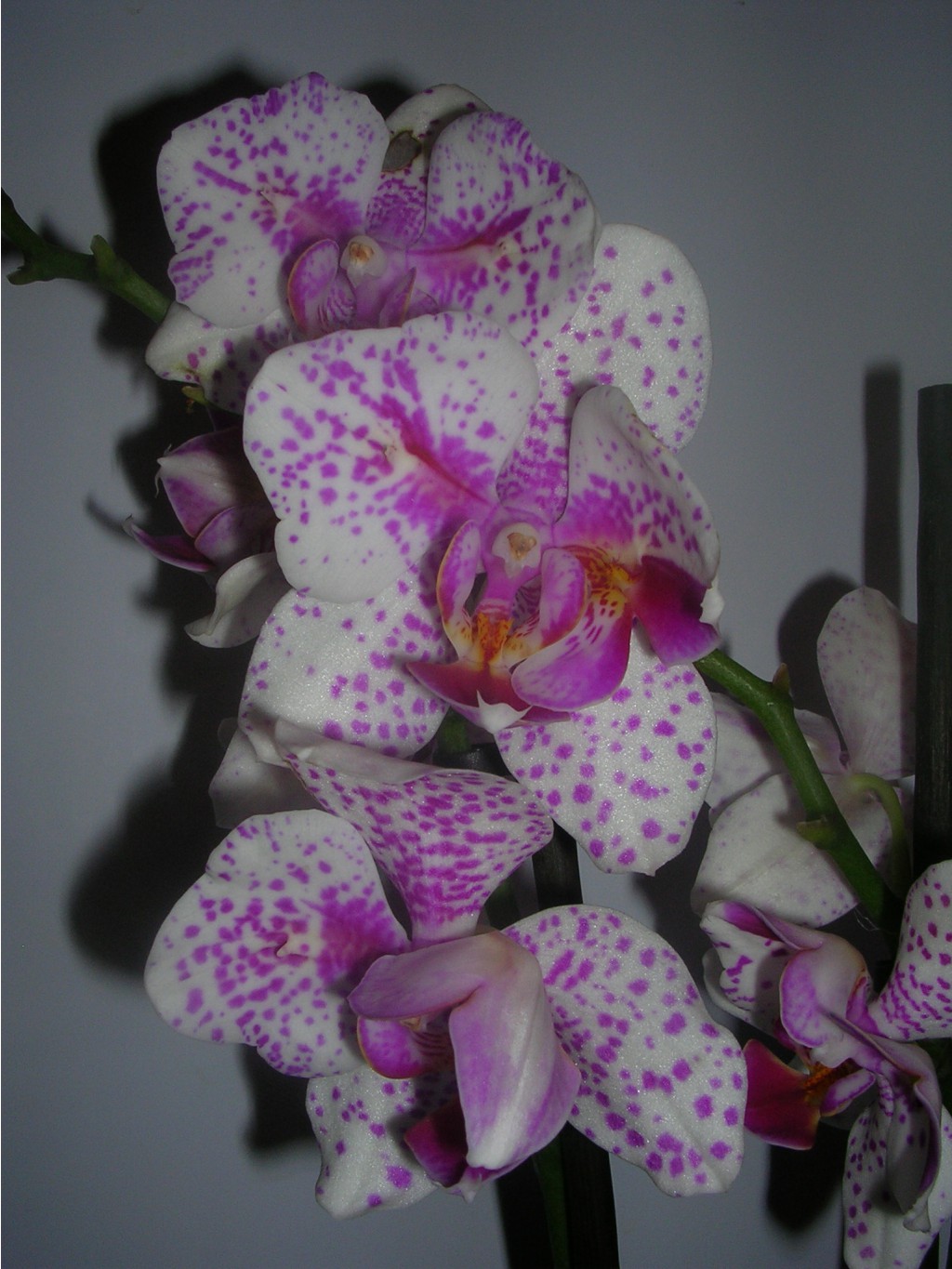 Phalaenopsis 'Pink Irbis' Peloric - 39