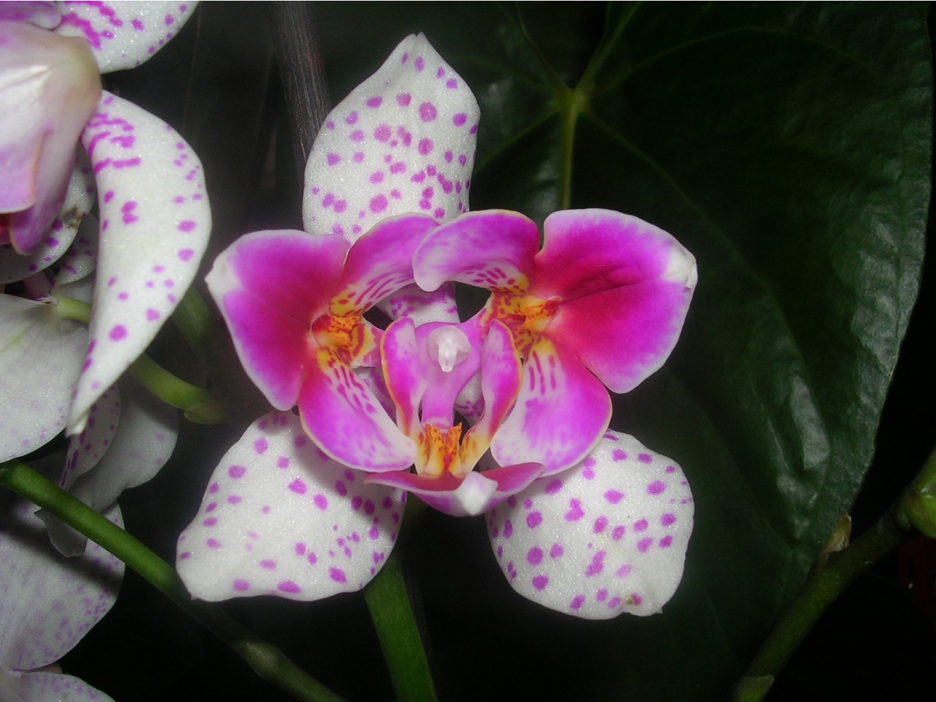 Phalaenopsis 'Pink Irbis' Peloric