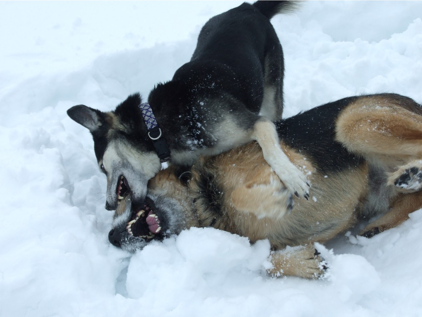 DSCF9737.JPG