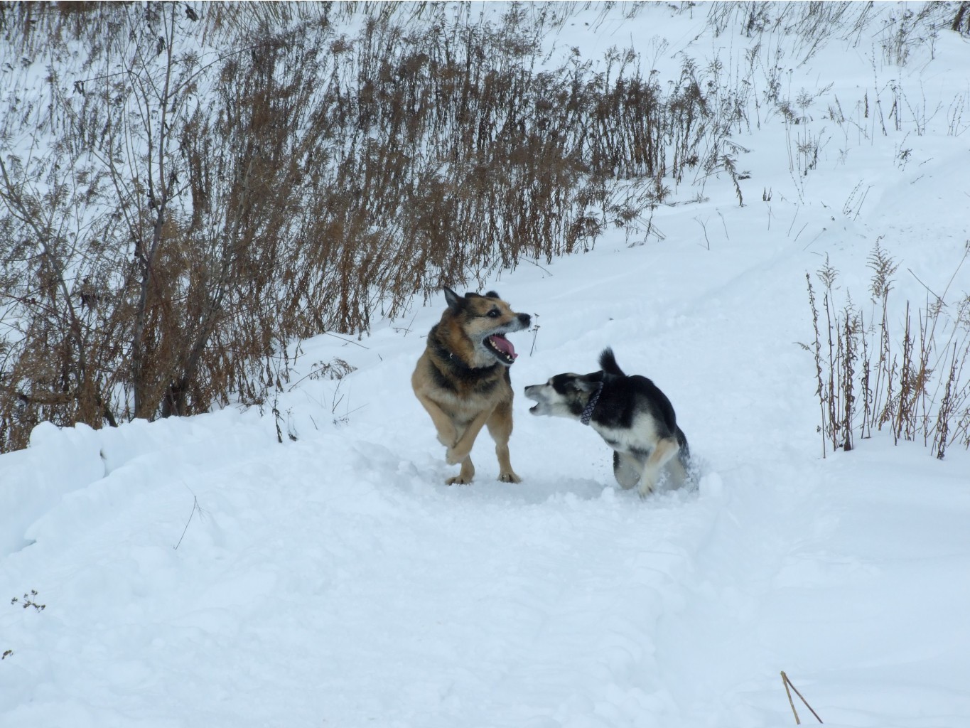 DSCF9748.JPG