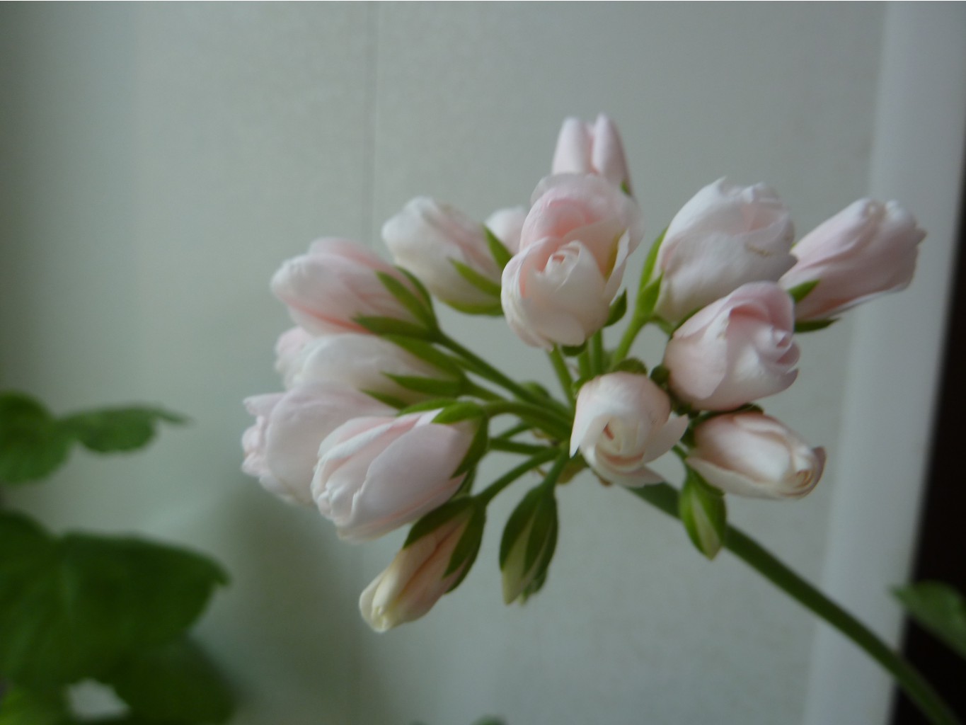 Emma fran Bengtsbo (Tulip) 