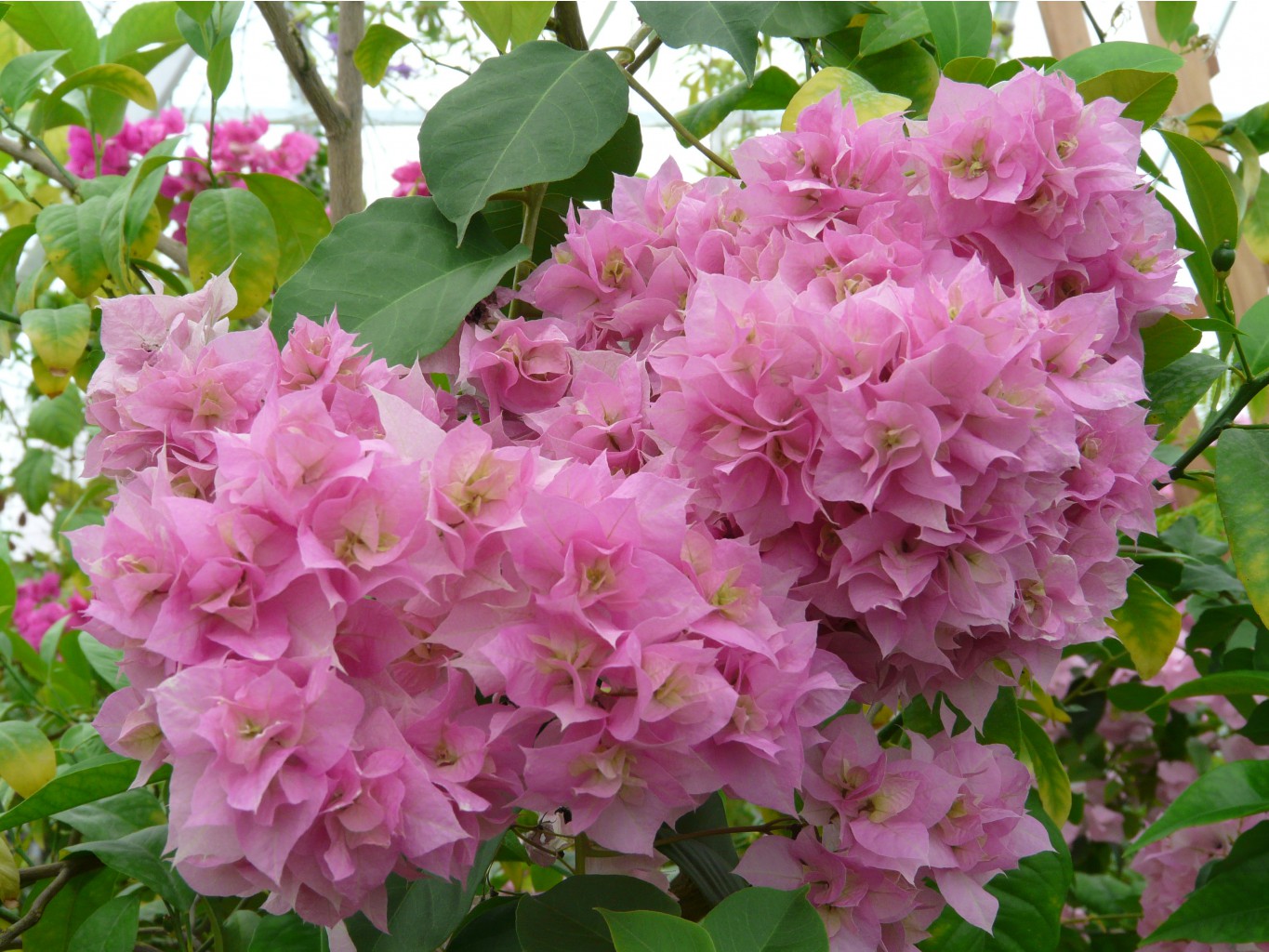 Double Pink