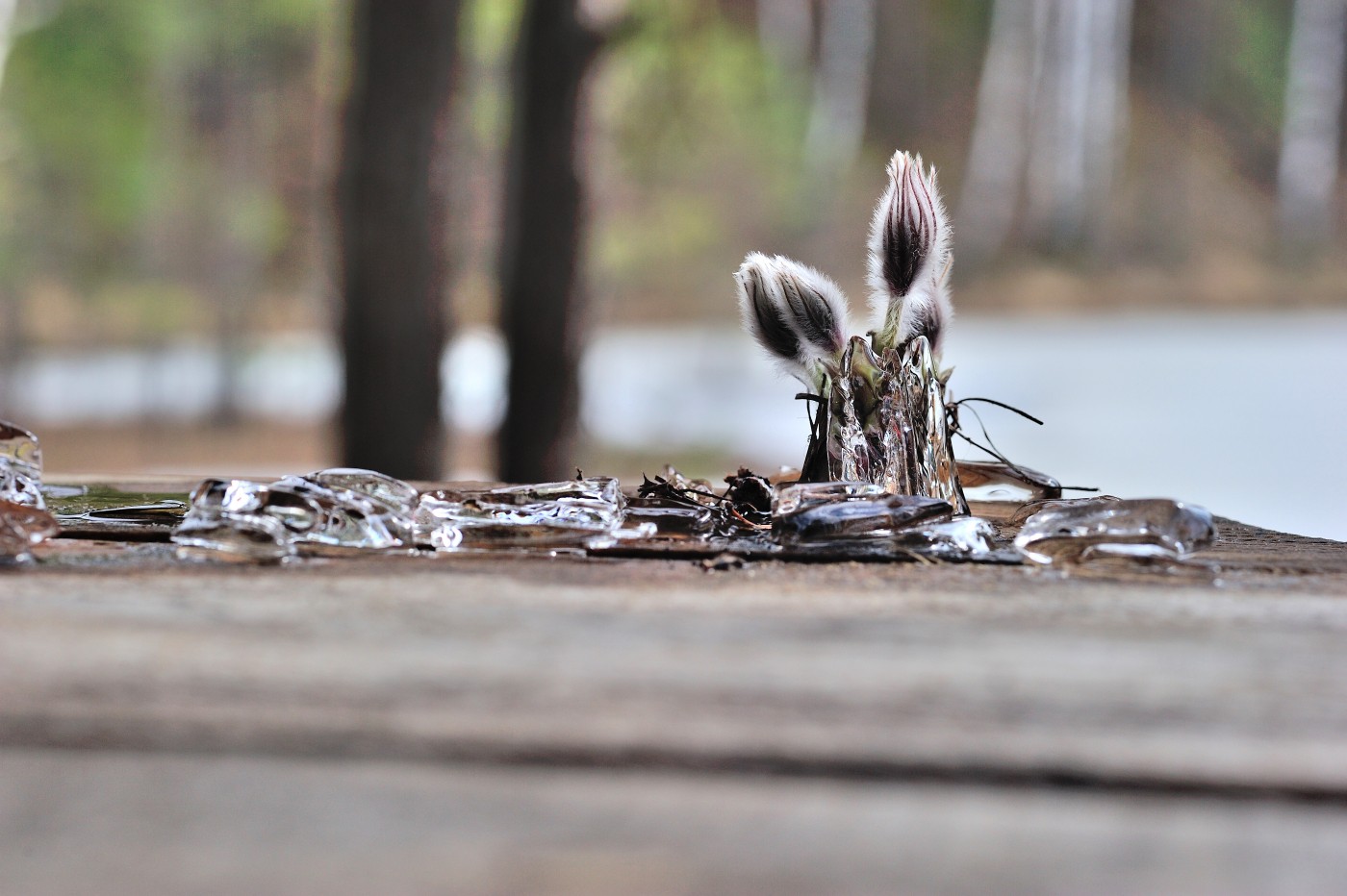 DSC_6286_016.JPG