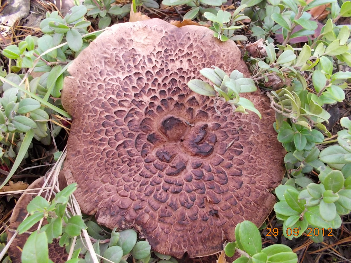 DSCN0340.JPG