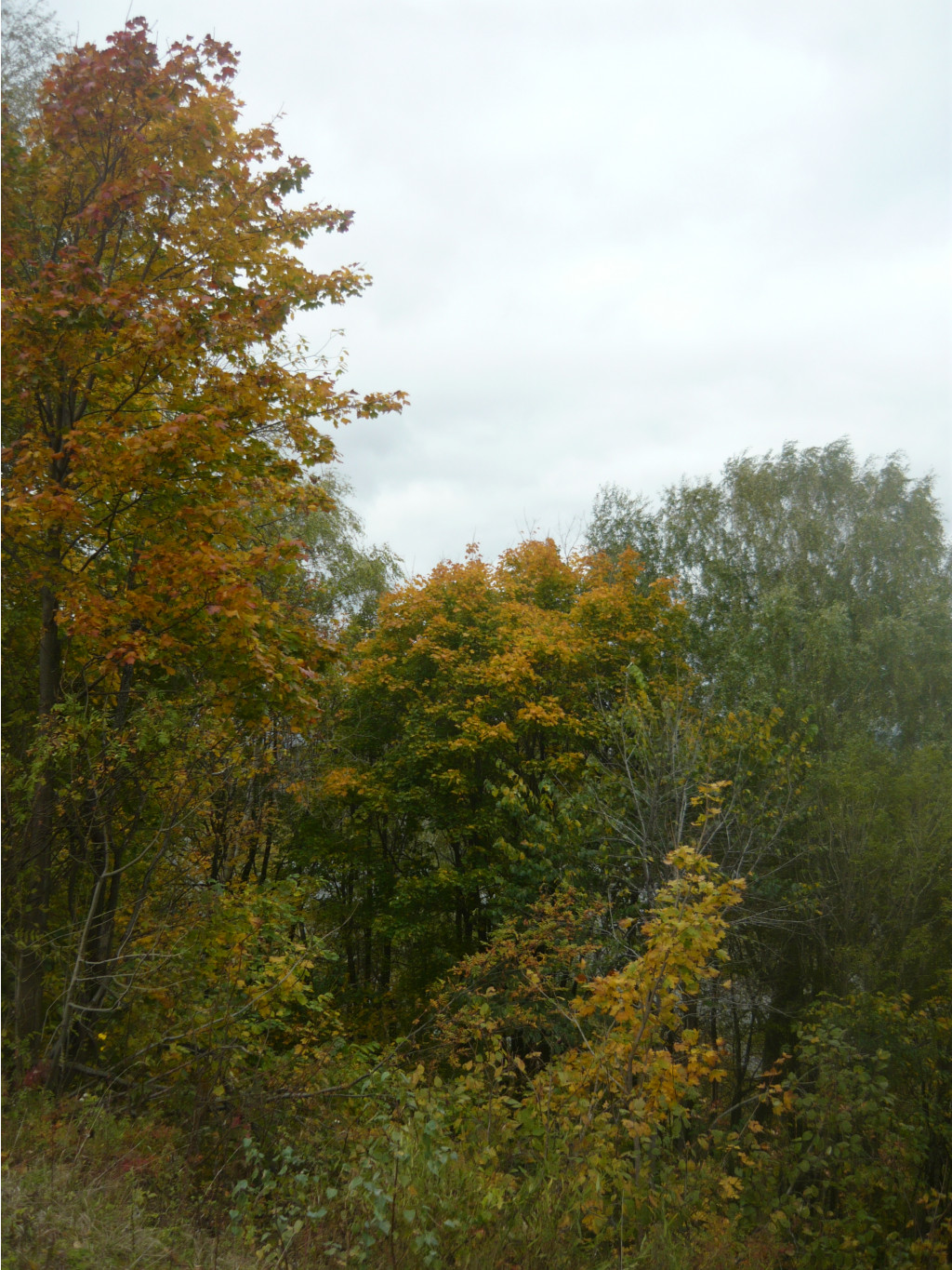 P1250015.JPG