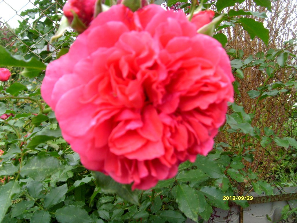 S73R3470.JPG