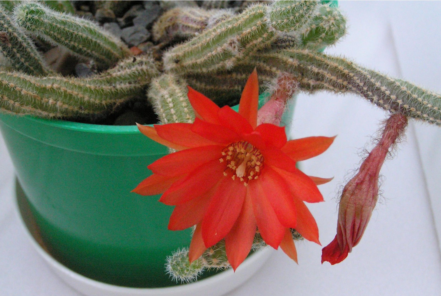 Chamaecereus silvestrii