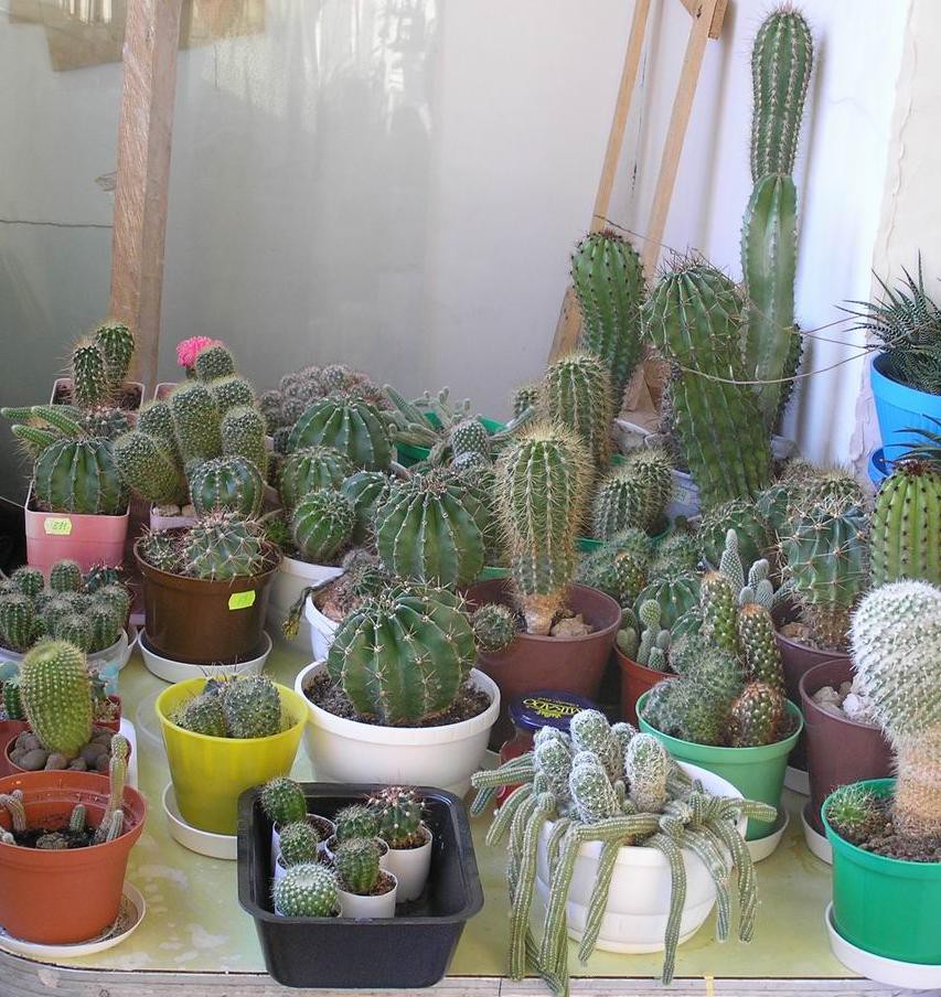 Cacti