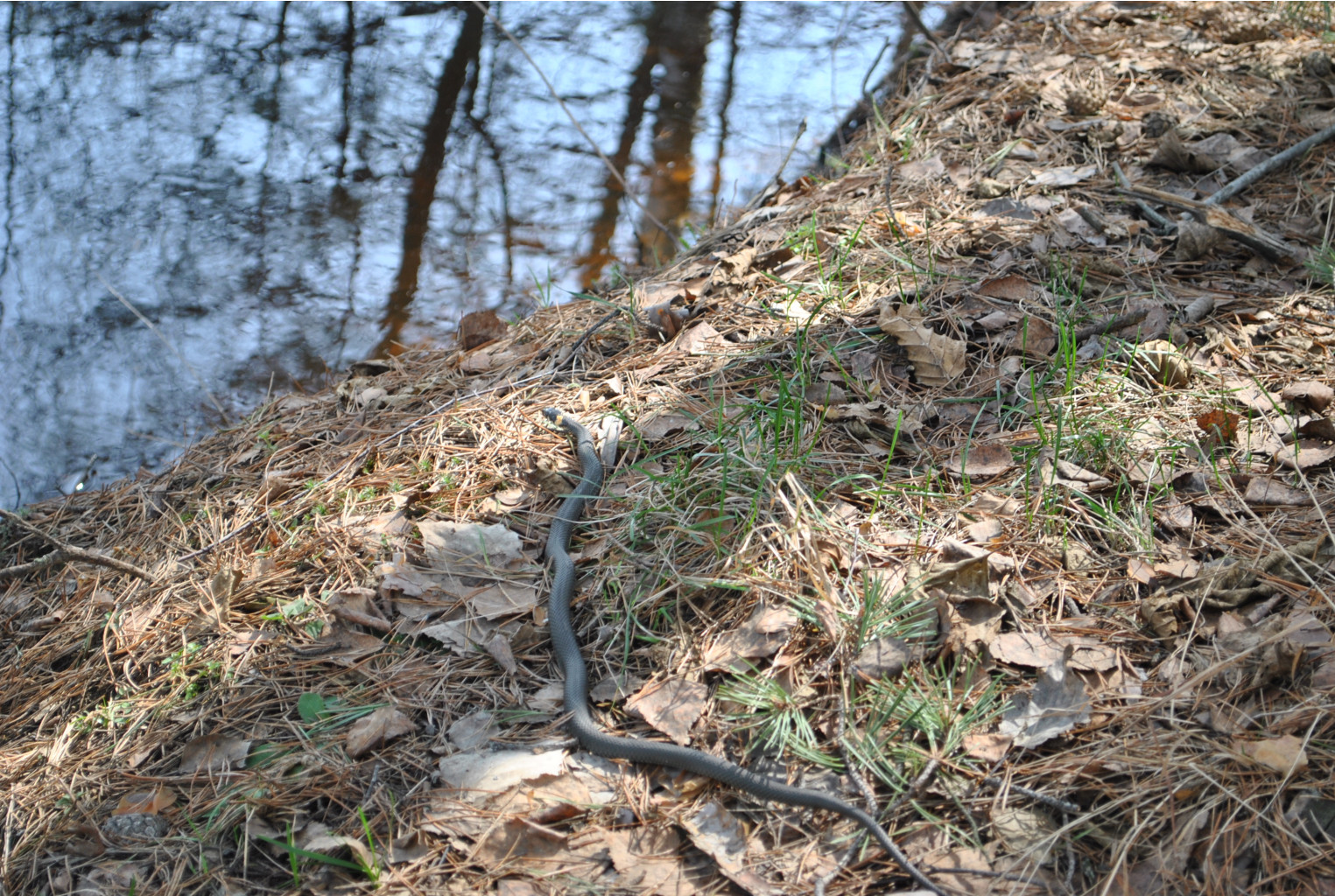 DSC_0915.jpg