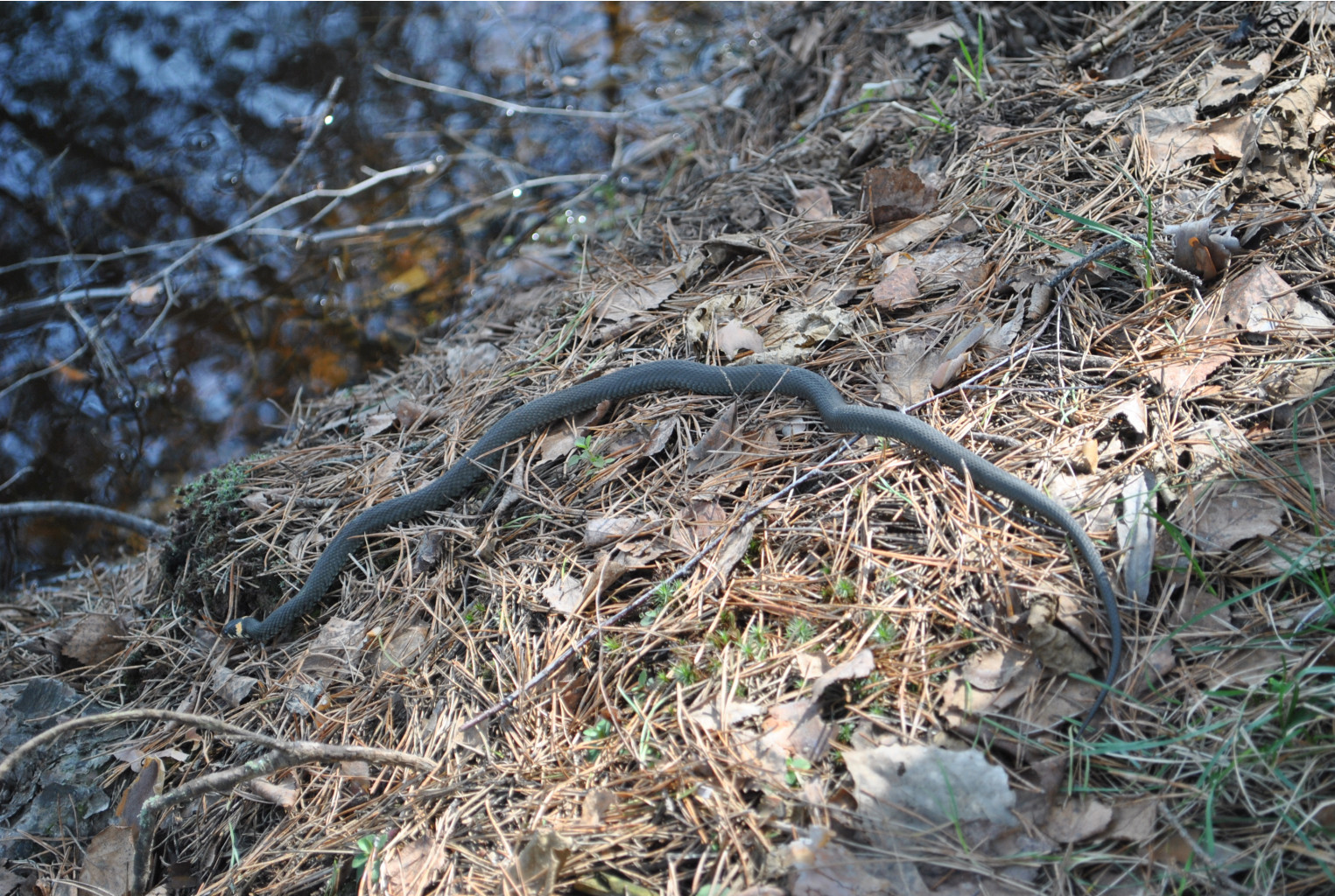 DSC_0917.jpg