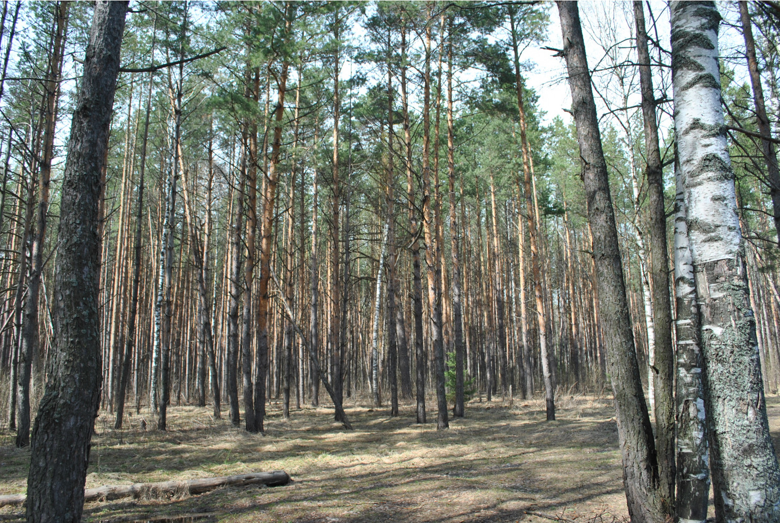 DSC_0919.jpg