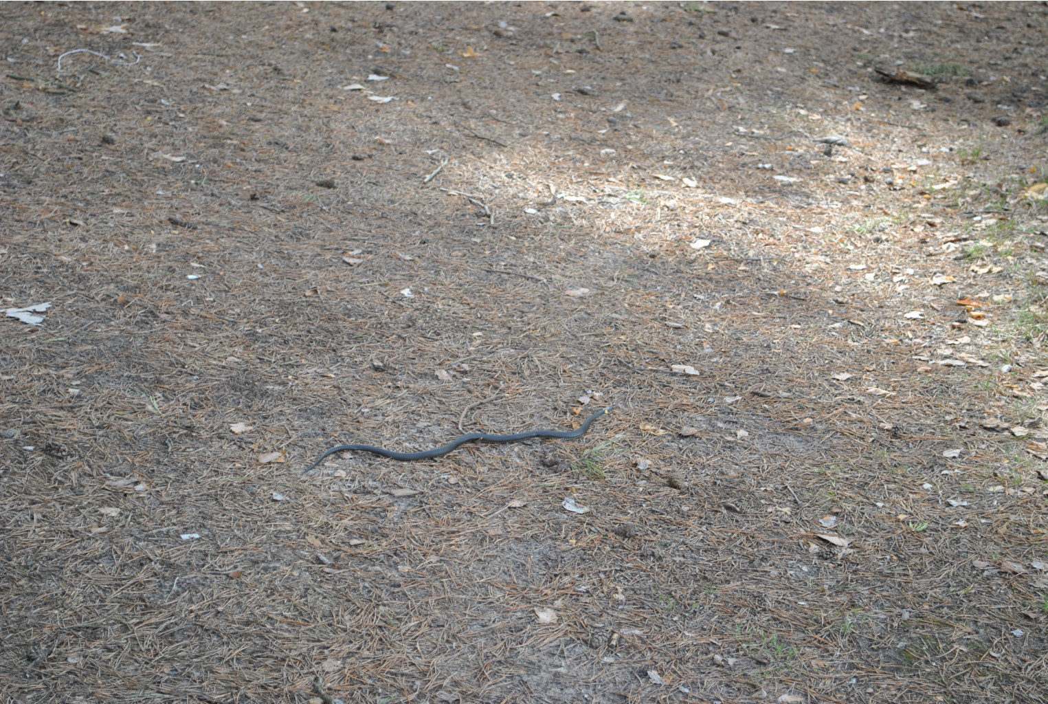 DSC_0946.jpg