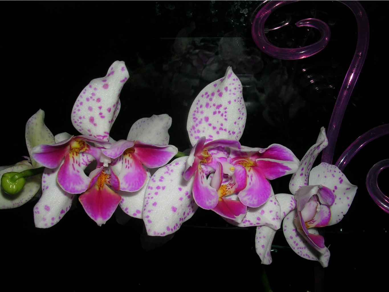 Phalaenopsis 'Pink Irbis' Peloric