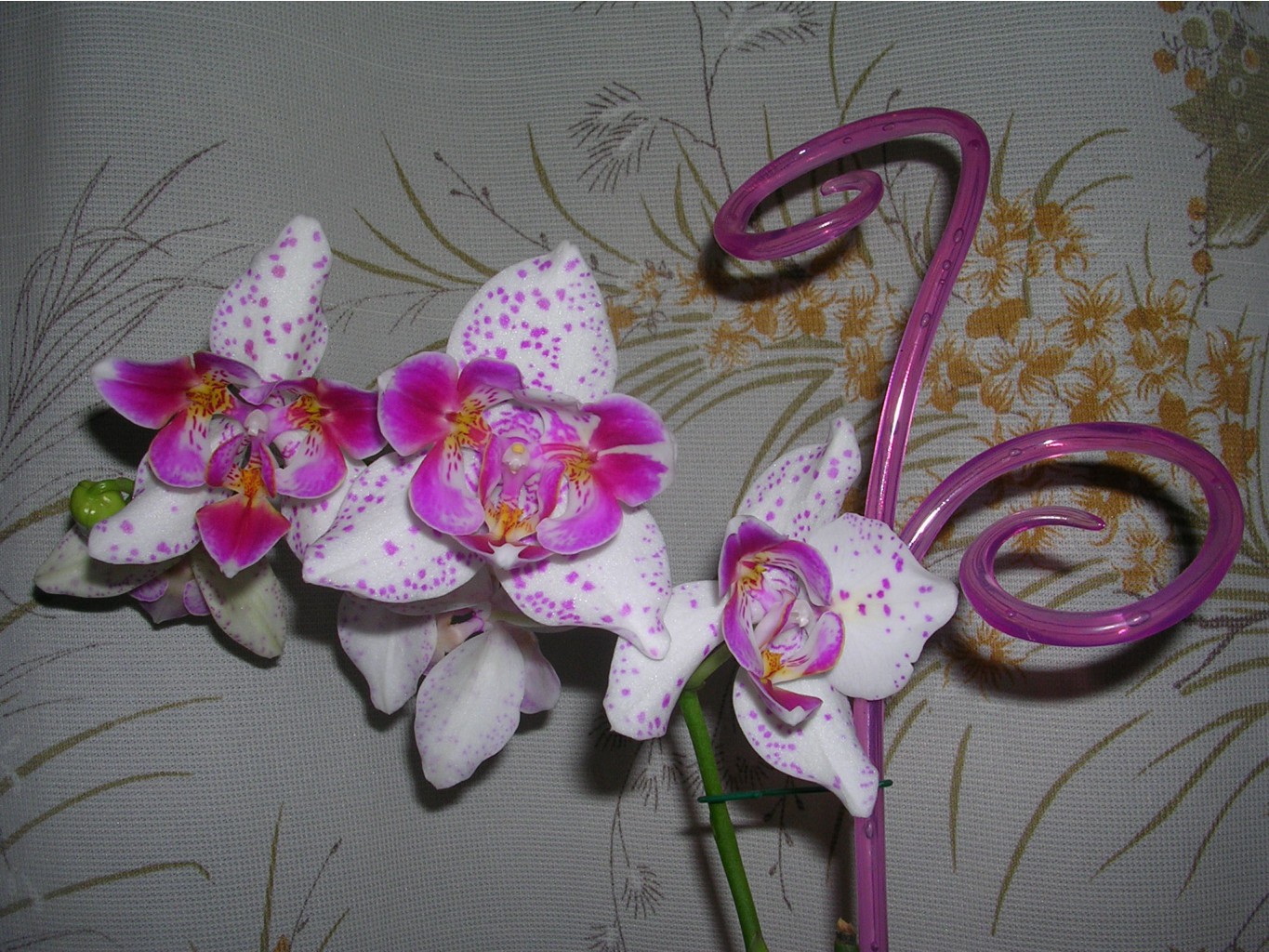 Phalaenopsis 'Pink Irbis' Peloric