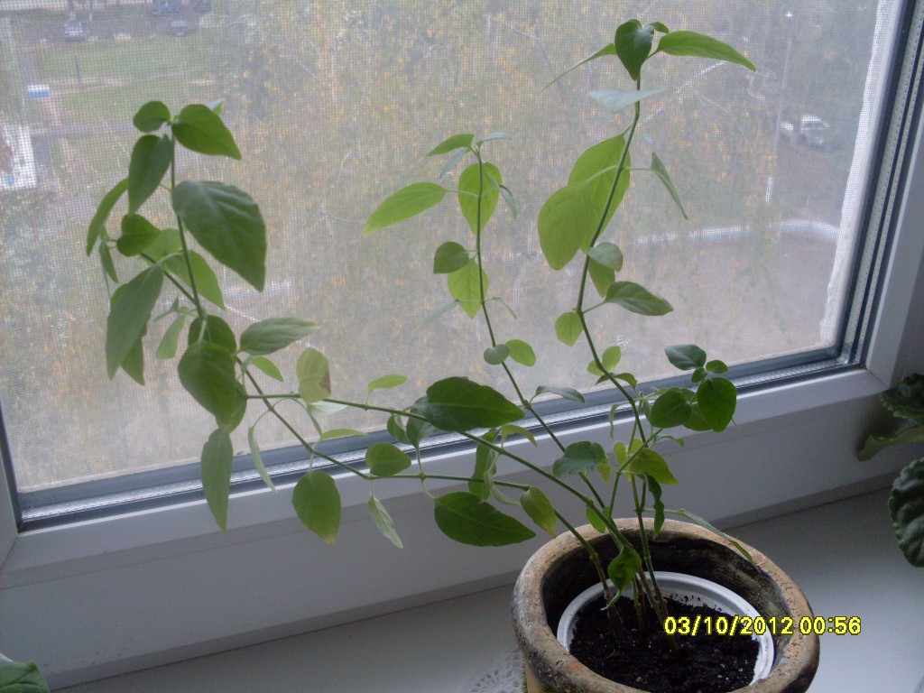 SDC10894.JPG