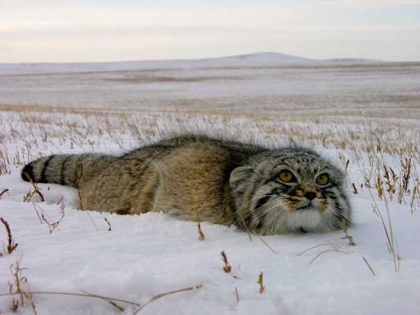 кот манул
