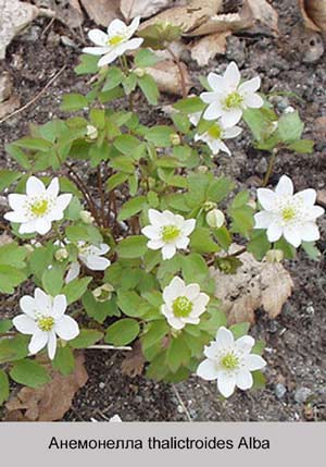 thalictroides_Alba 147.jpg