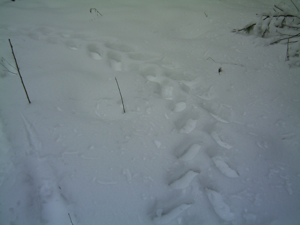 PICT0003.JPG