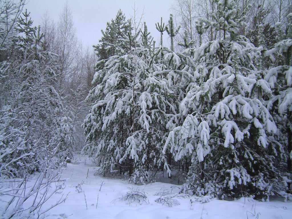 PICT0005.JPG