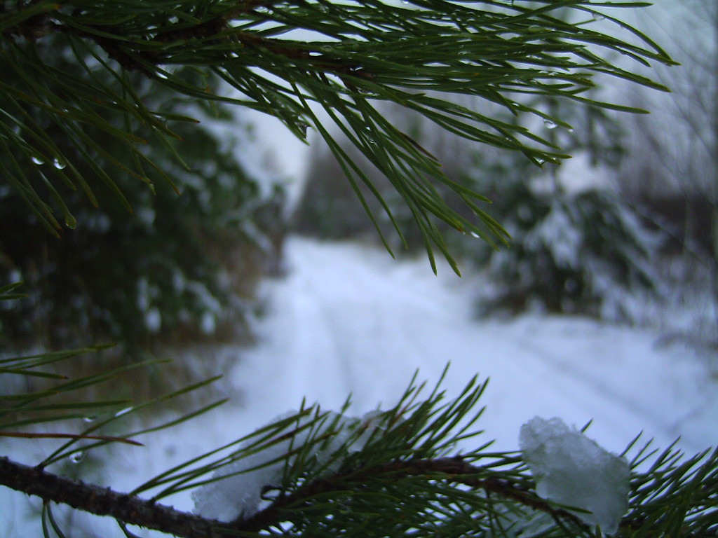 PICT0016.JPG