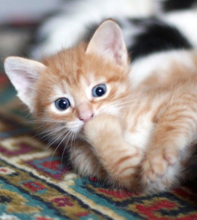 котик Рыжик
