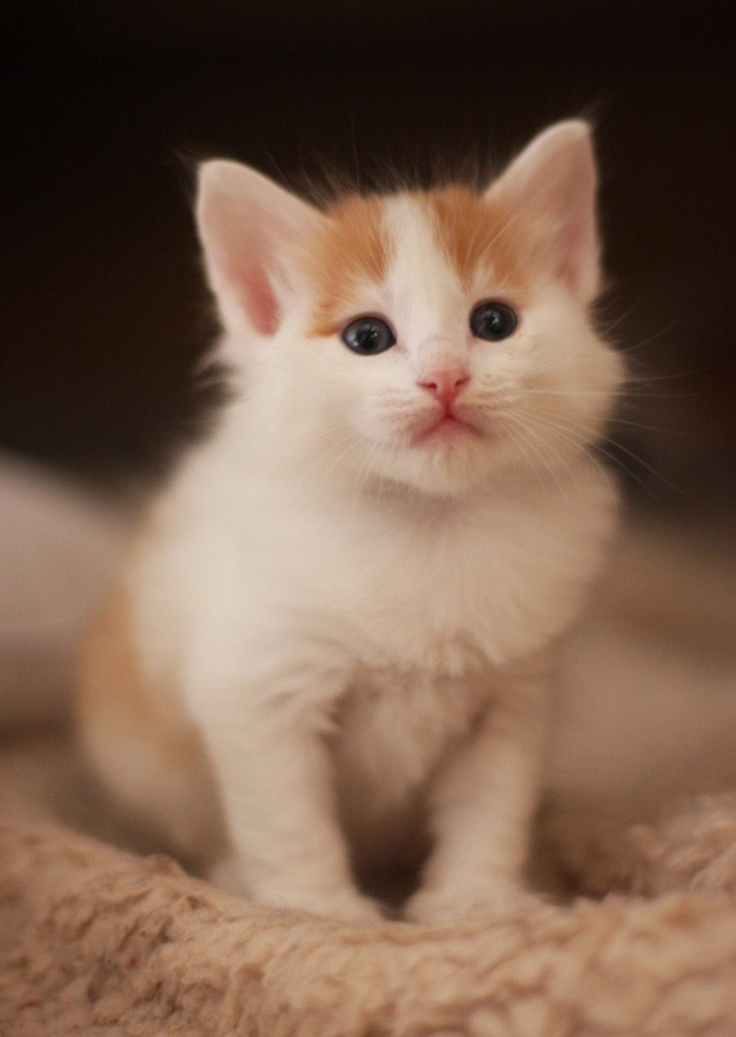 котик