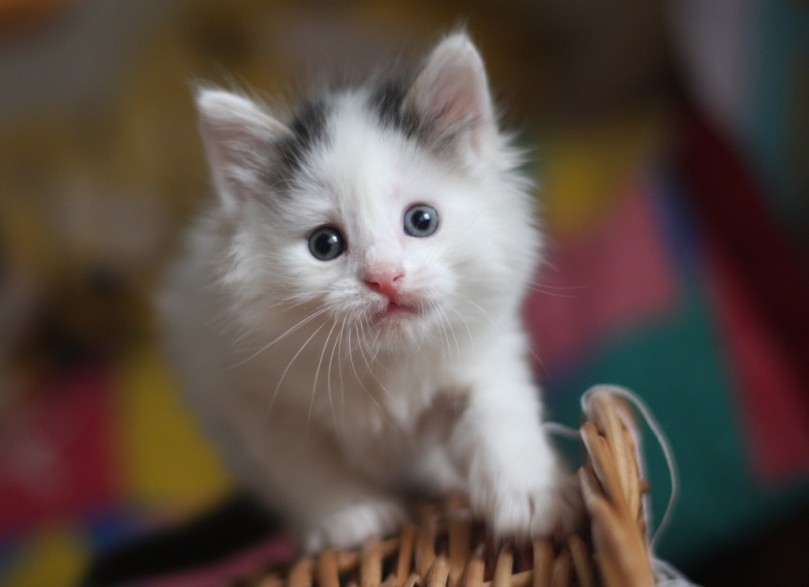 котик,большой любитель курятины