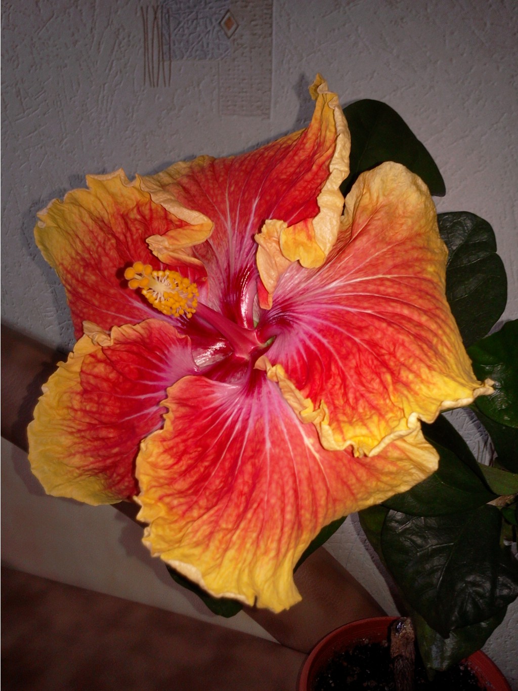 Susan Schlueter