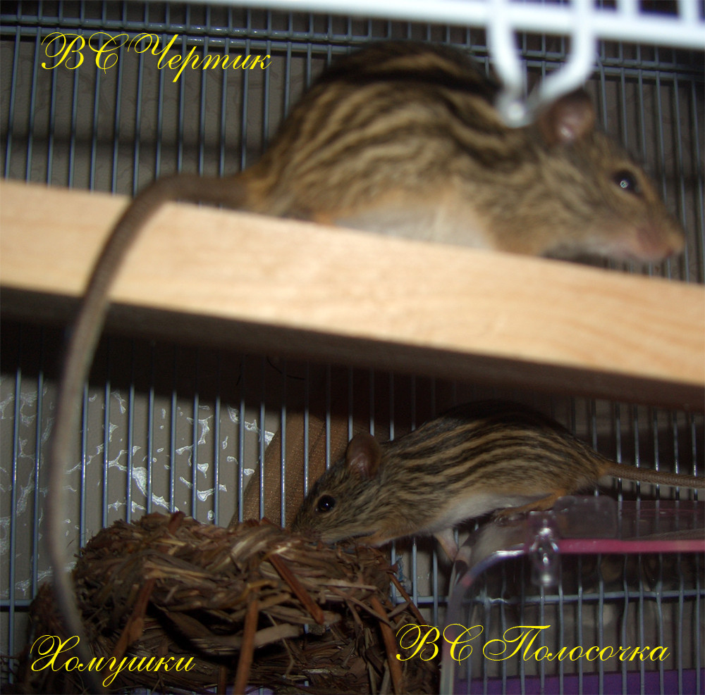 17.03.2009 22:51:02