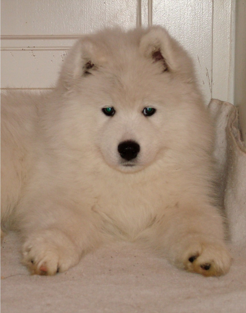 Fendy.JPG
