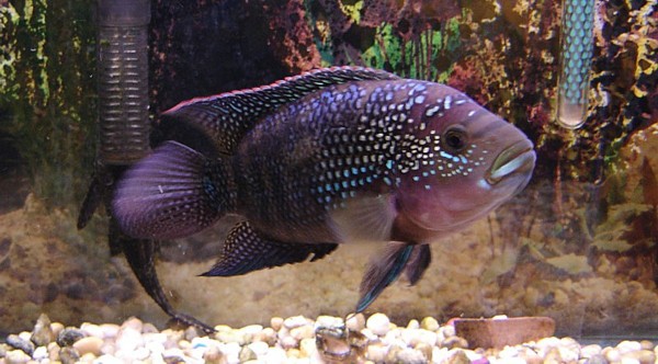 Cichlid-Jack-Dempsey.jpg