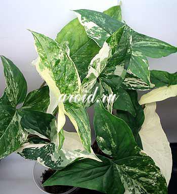 Syngonium _Imperial White (Albo-virens).jpg