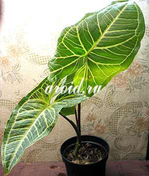 Syngonium podophyllum.jpg