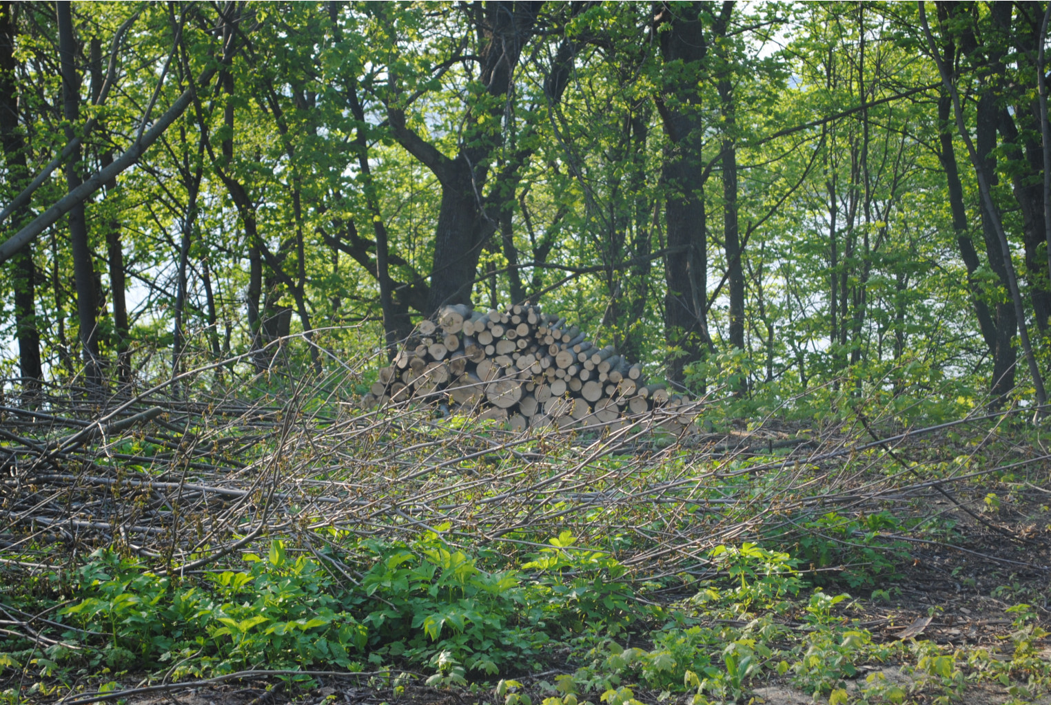 DSC_0222.jpg