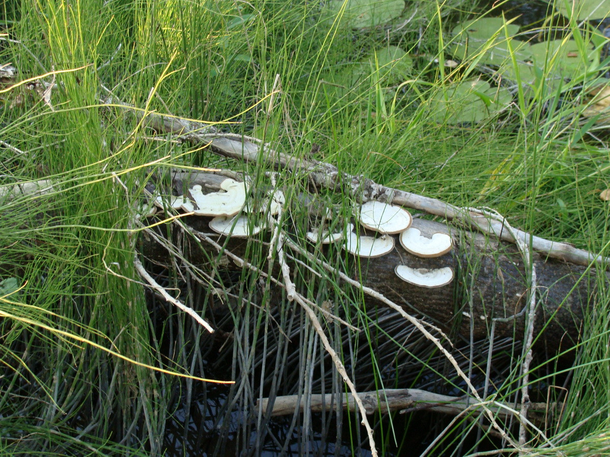DSC06476.JPG