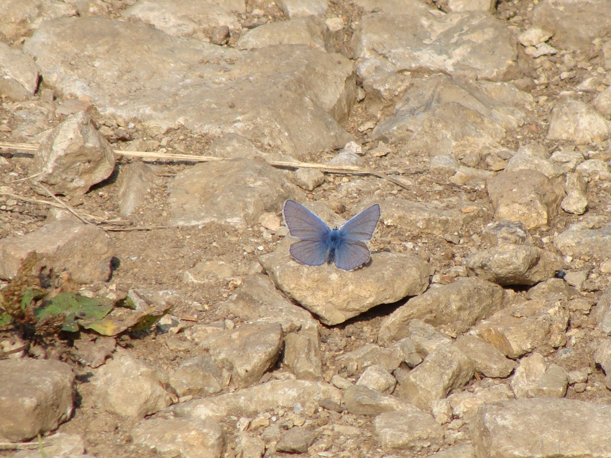 DSC06500.JPG