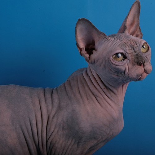 sphynx%20cat%20Baby%20Rah%20Fortuna.jpg