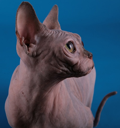 sphynx%20cat%20Baby%20Rah%20Fortuna1.jpg