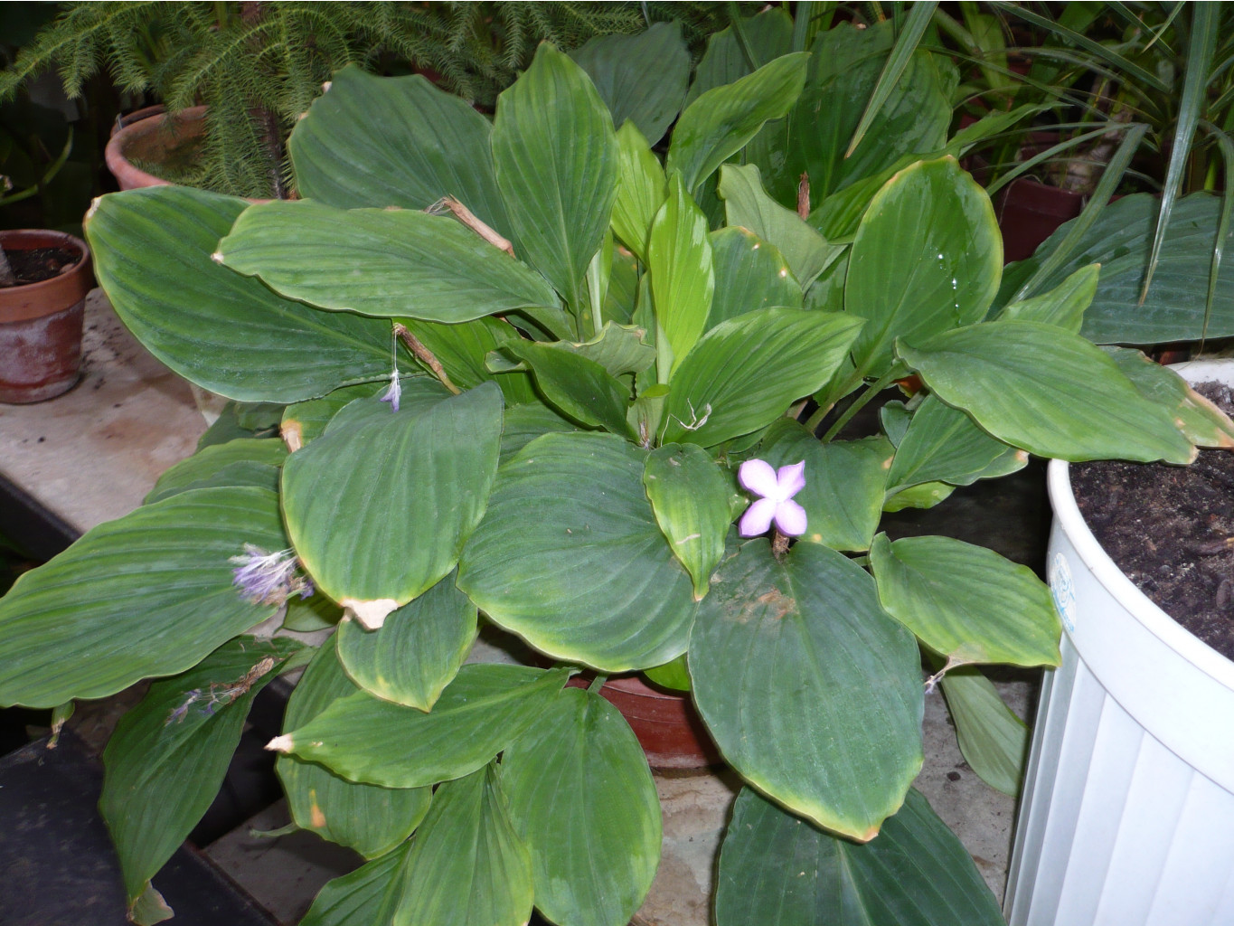 P1030384.JPG