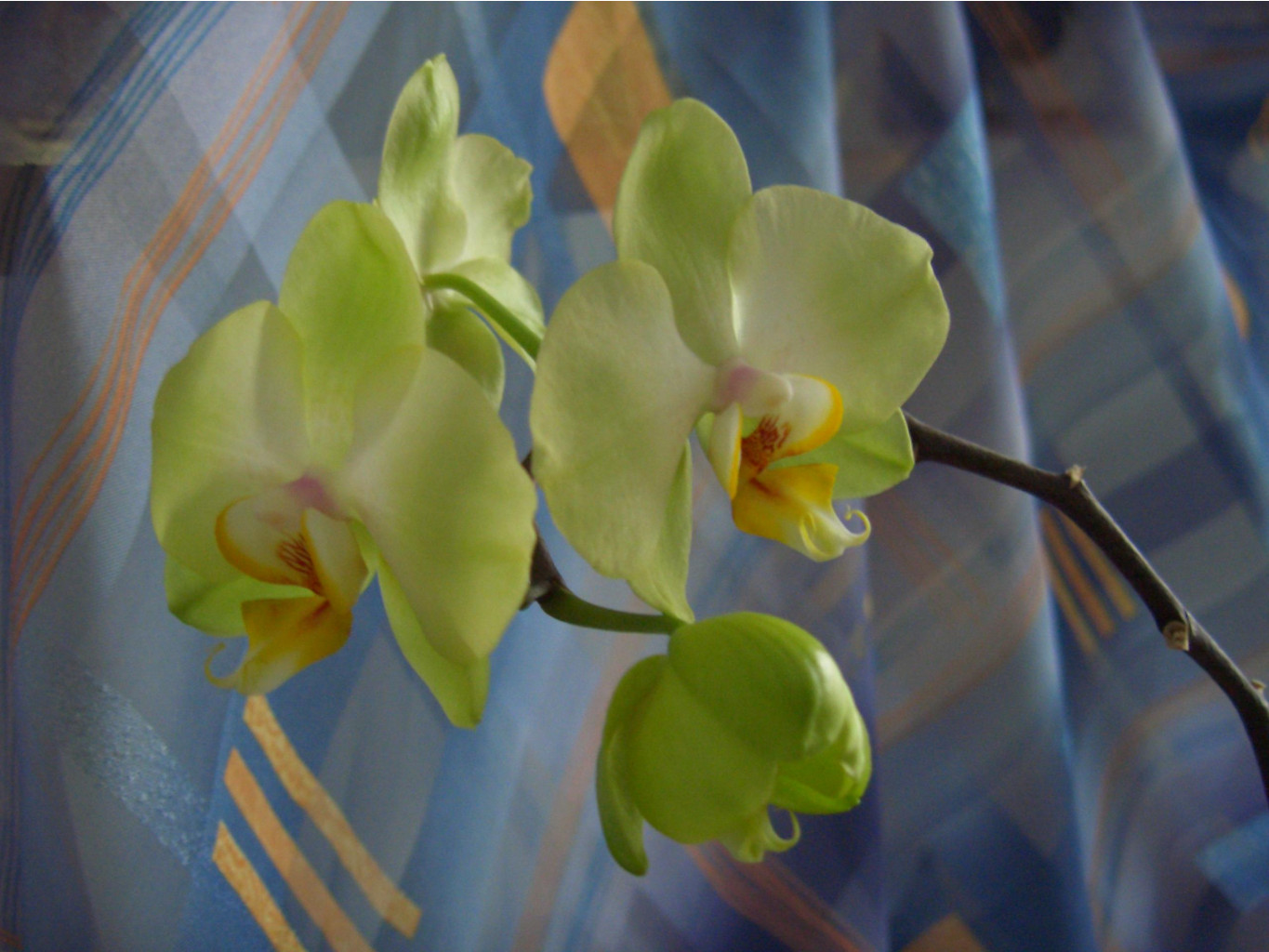     03.2007