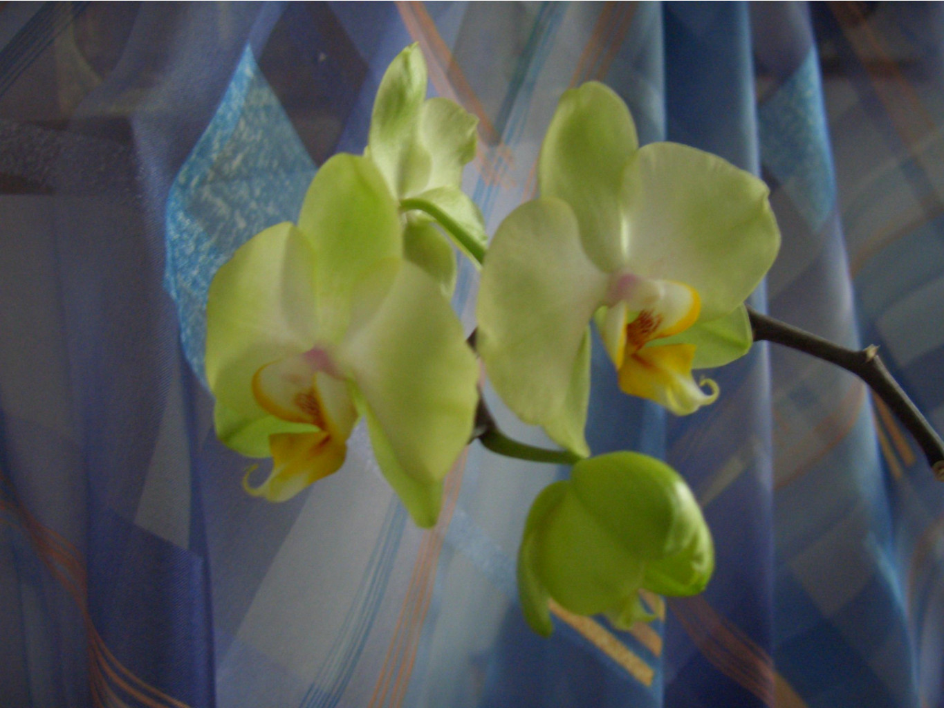     03.2007