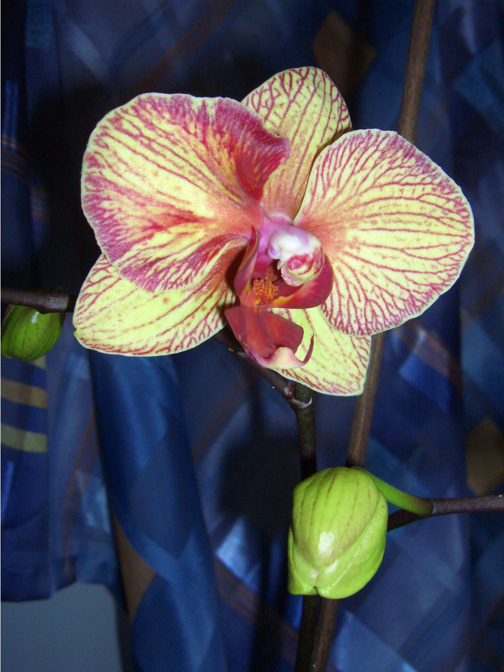     03.2007