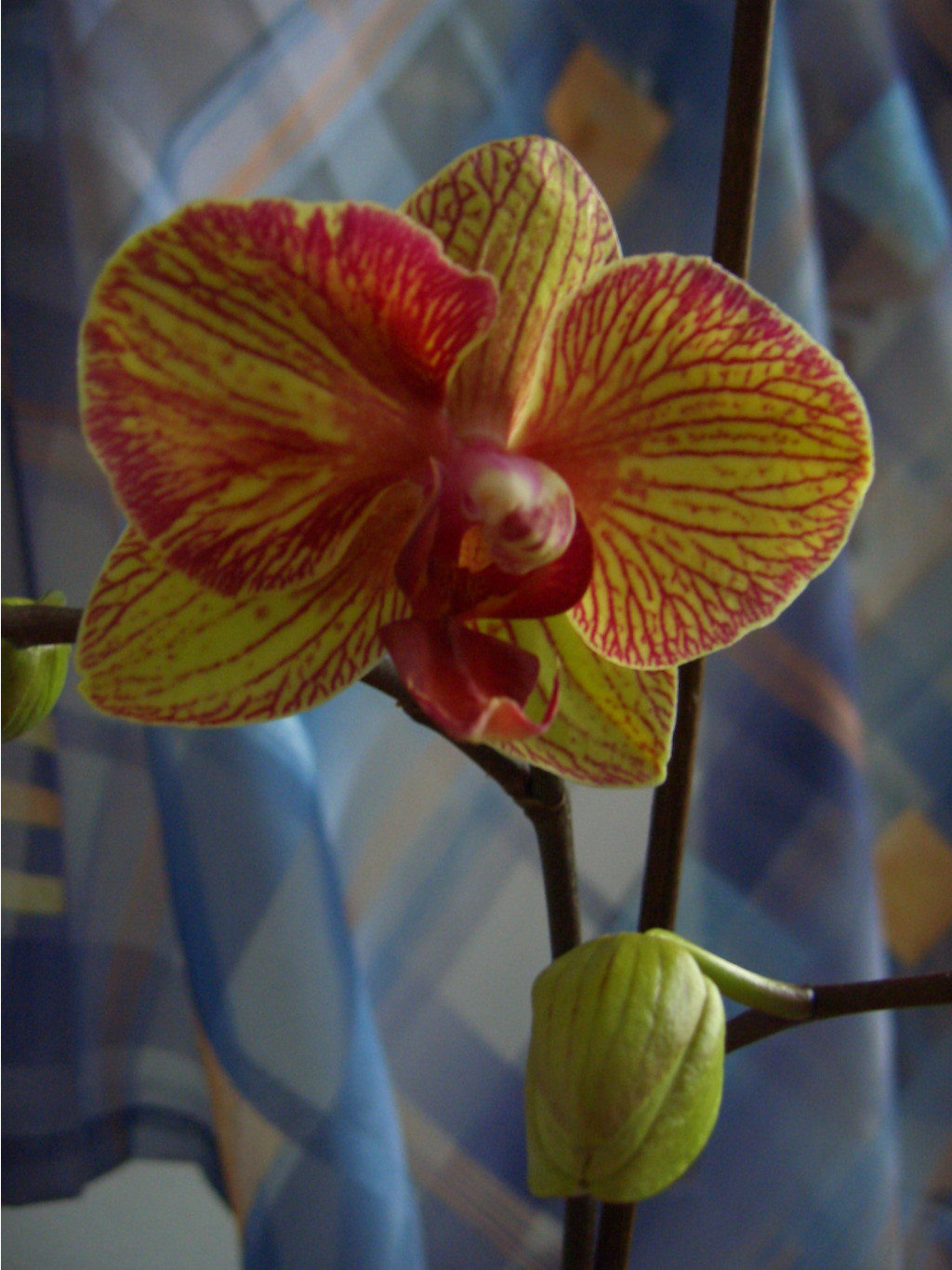     03.2007