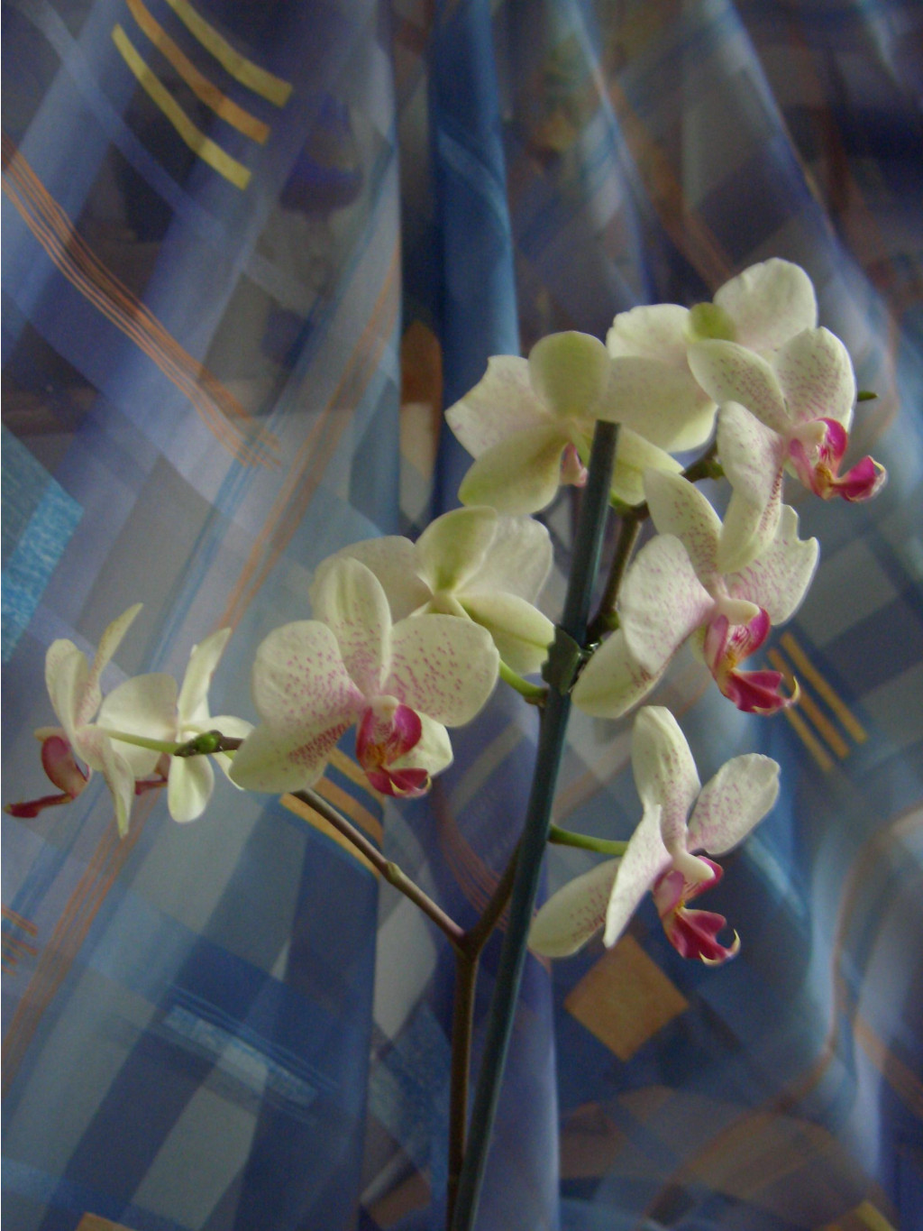     03.2007